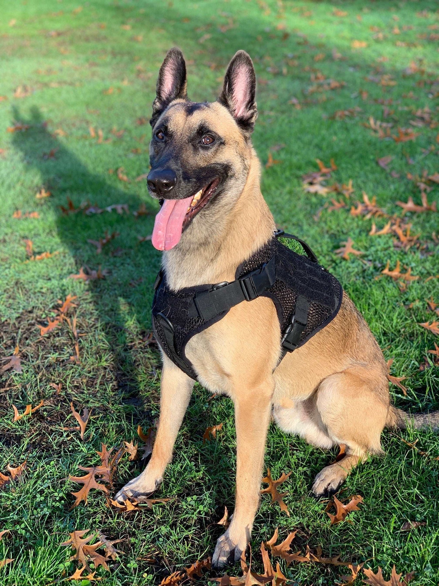 Dog wearing the Artemis Dog Harness in a grassy area.