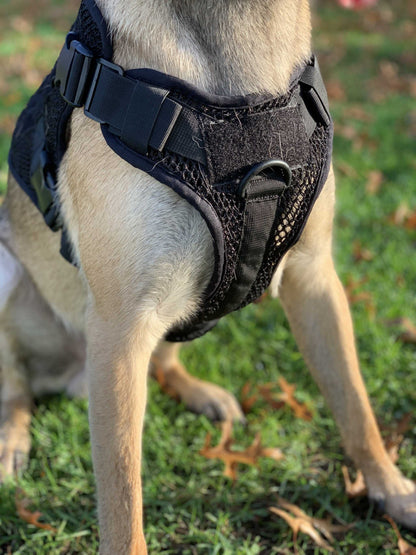 Breathable Artemis Dog Harness on a dog outdoors, showcasing no pull, no tug, fully adjustable design.