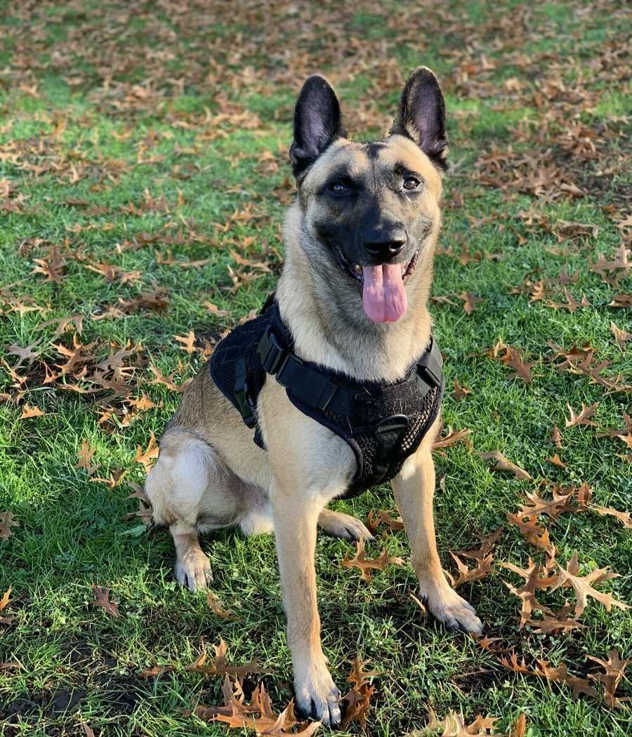 Belgian Malinois wearing the Artemis Dog Harness in a grassy park.