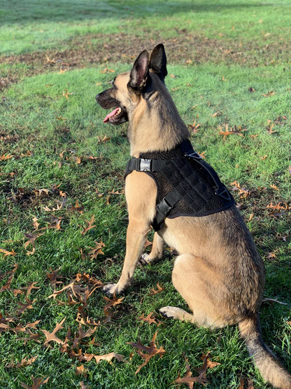 Dog wearing Artemis Dog Harness featuring breathable Maxx-Dri technology.