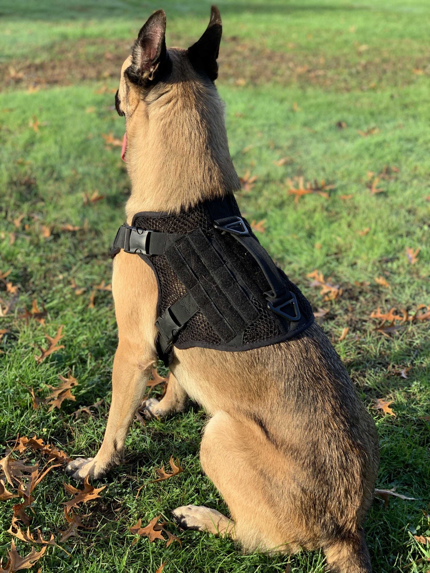 Dog wearing Artemis Dog Harness in outdoor setting.