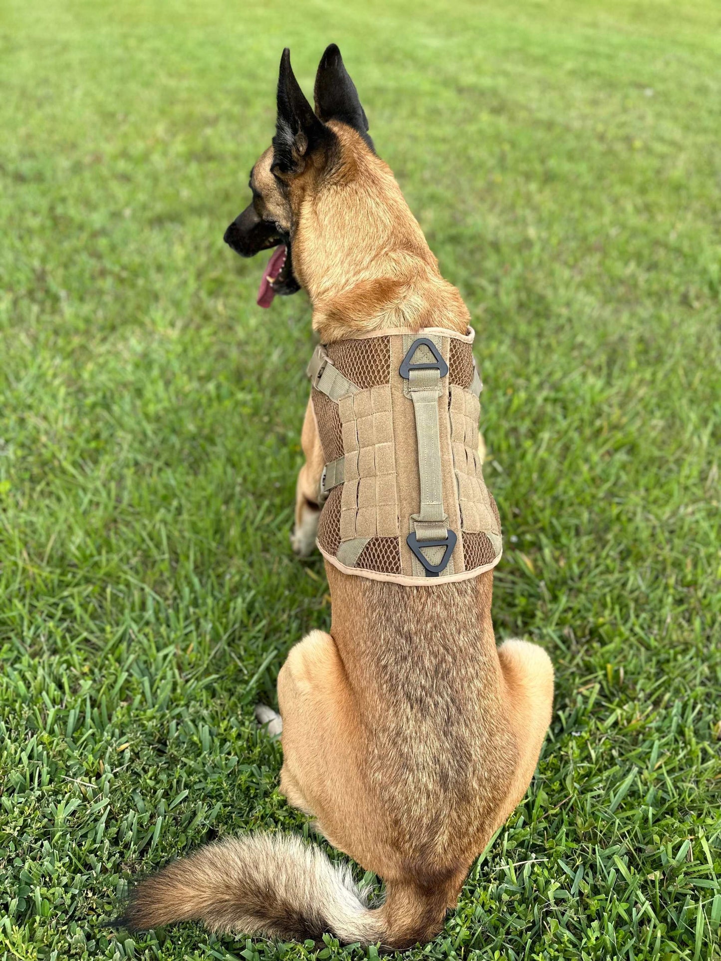 Artemis Dog Harness on a large dog in a grassy field.