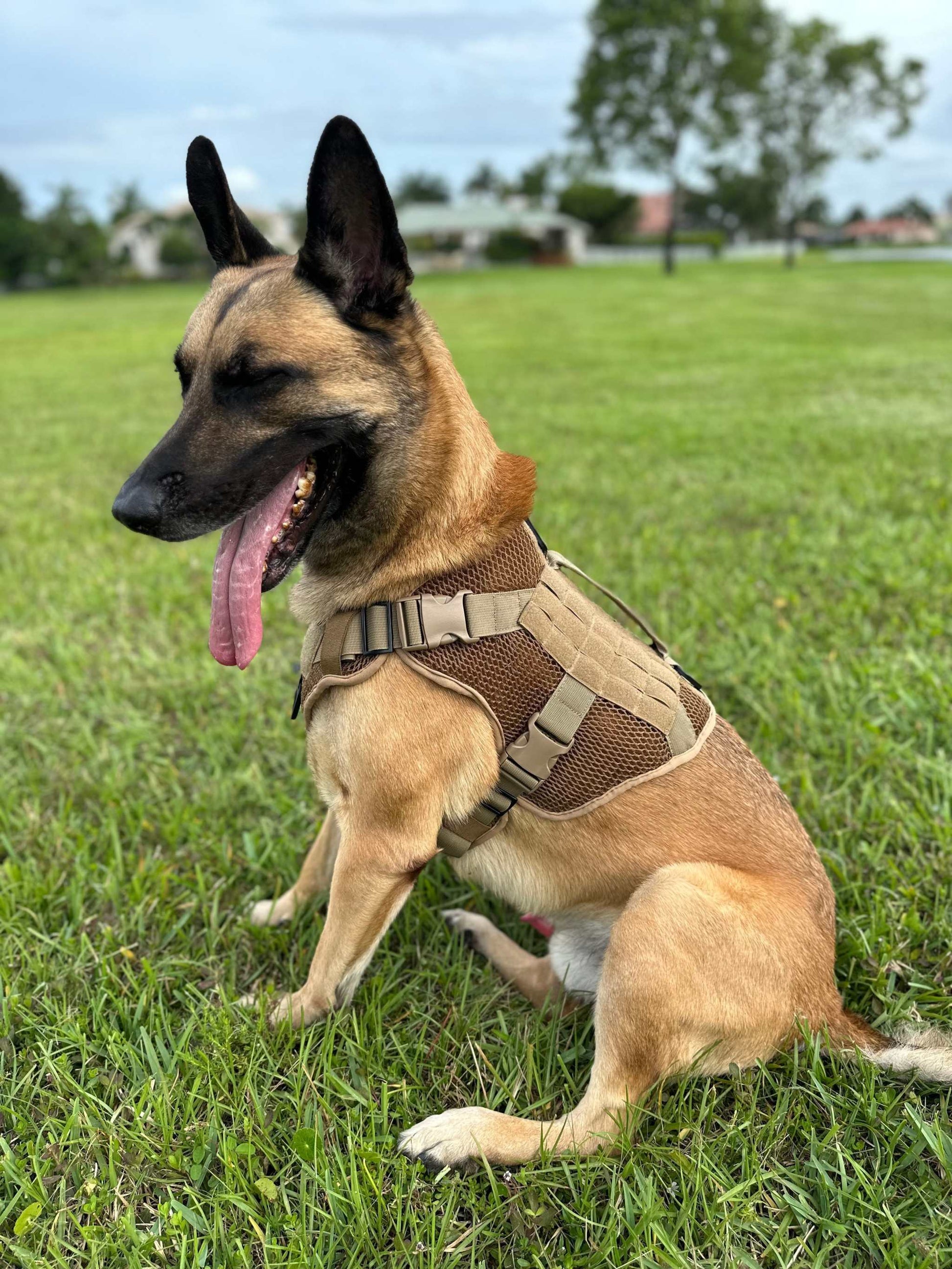 Dog wearing Artemis Dog Harness in a grassy field.