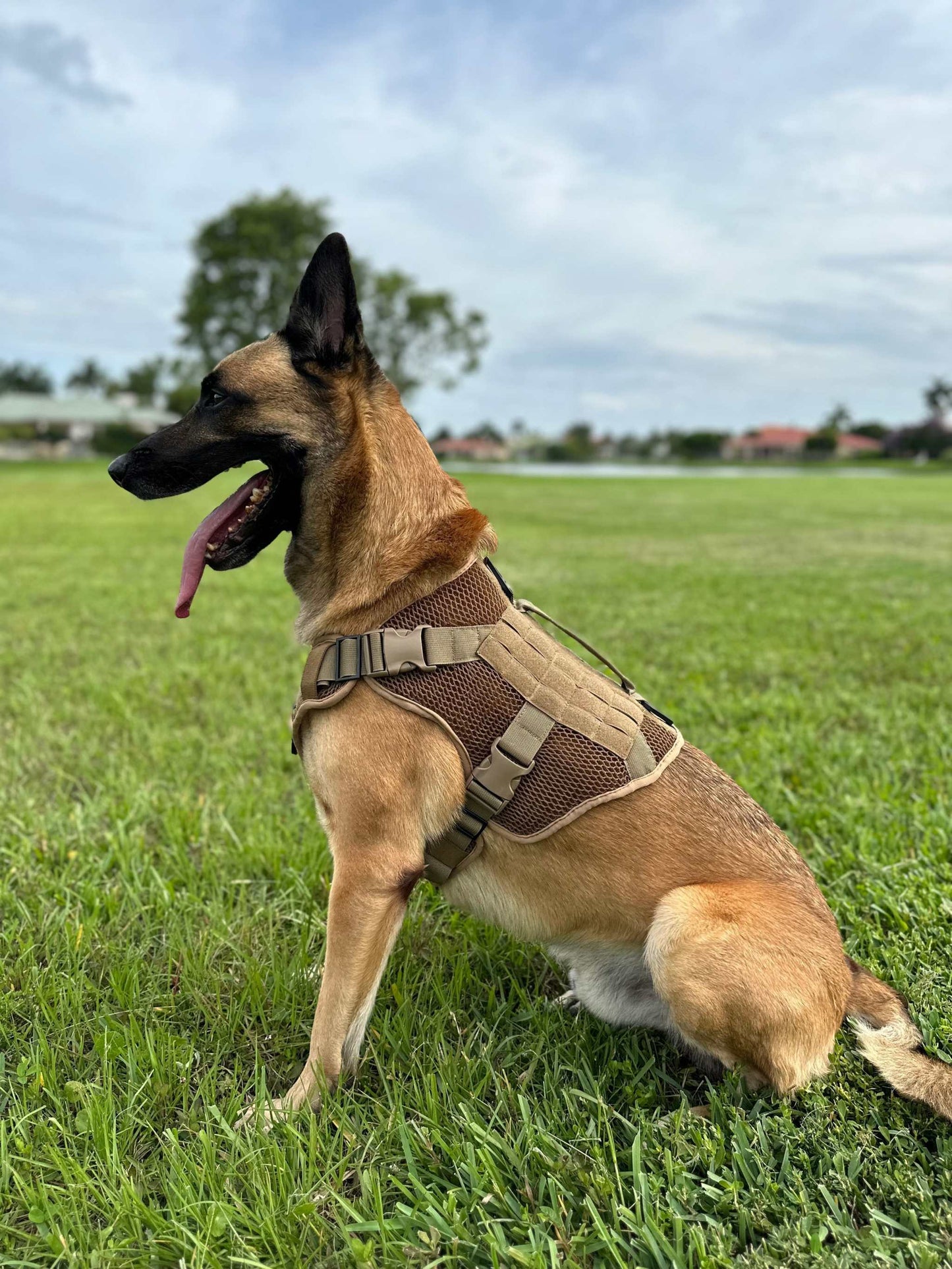 Belgian Malinois wearing Artemis Dog Harness with breathable material and adjustable fit.