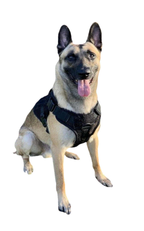 Artemis Dog Harness on a dog, breathable and fully adjustable.