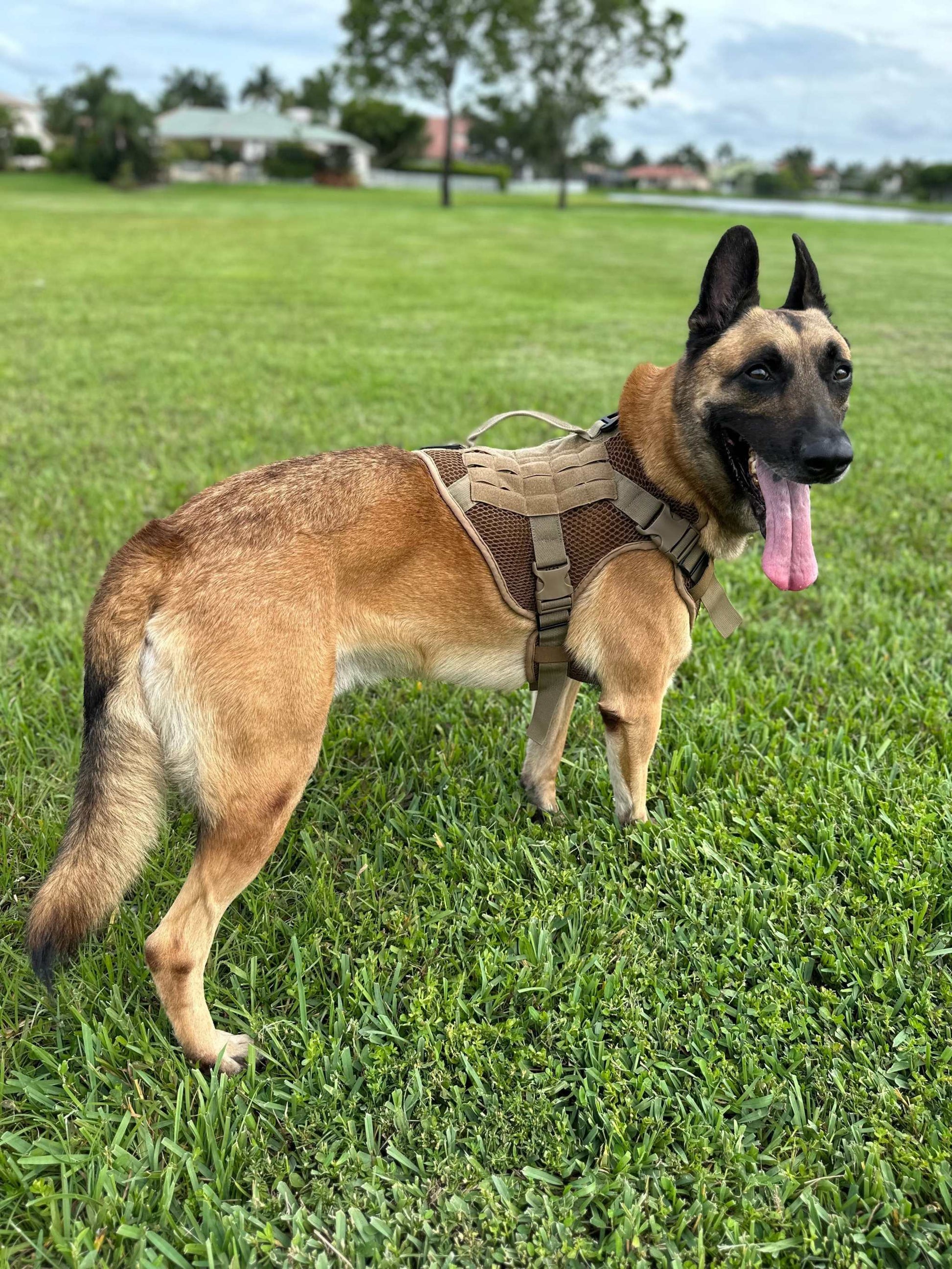 Dog wearing the Artemis Dog Harness in a grassy field.